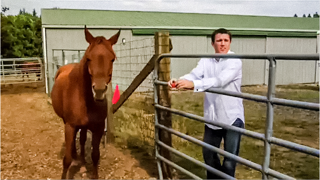 Chael Sonnen With A Horse